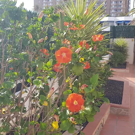 Martina 67 Sur Y Sol Los Cristianos Lägenhet